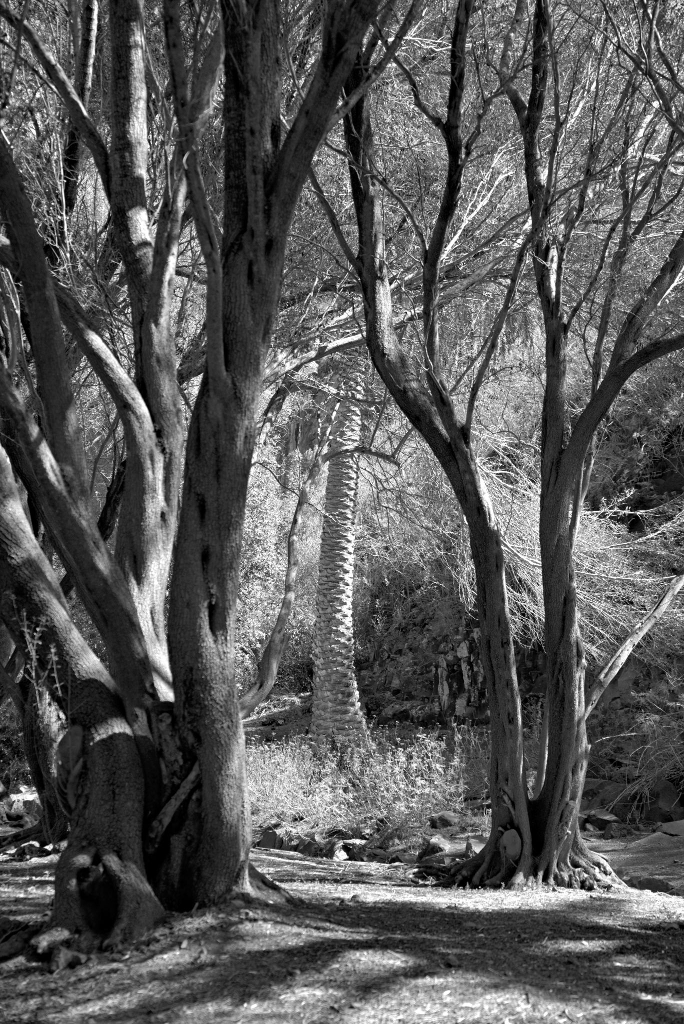 20231006 124630 Las Palmas de Gran Canaria   Jardín Botánico Viera y Clavijo